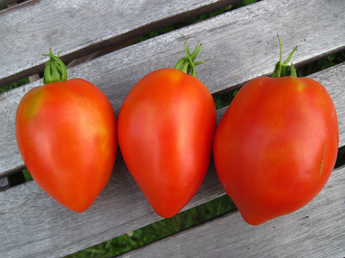 Tomato 'Perestroika'